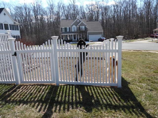 FXBG Fences 4' Arlington w/ Federation Caps